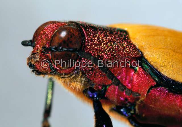 Chrysochroa buqueti 2.JPG - in "Portraits d'insectes" ed. SeuilChrysochroa buquetiBupresteJewel beetleColeopteraBuprestidaeMalaisie